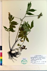 Hydrophyllum virginianum image