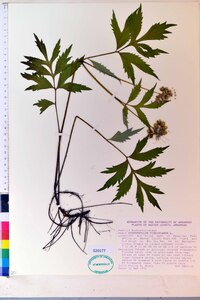 Hydrophyllum virginianum image