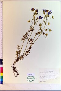 Nemophila phacelioides image