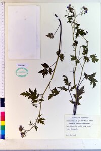 Phacelia bipinnatifida image