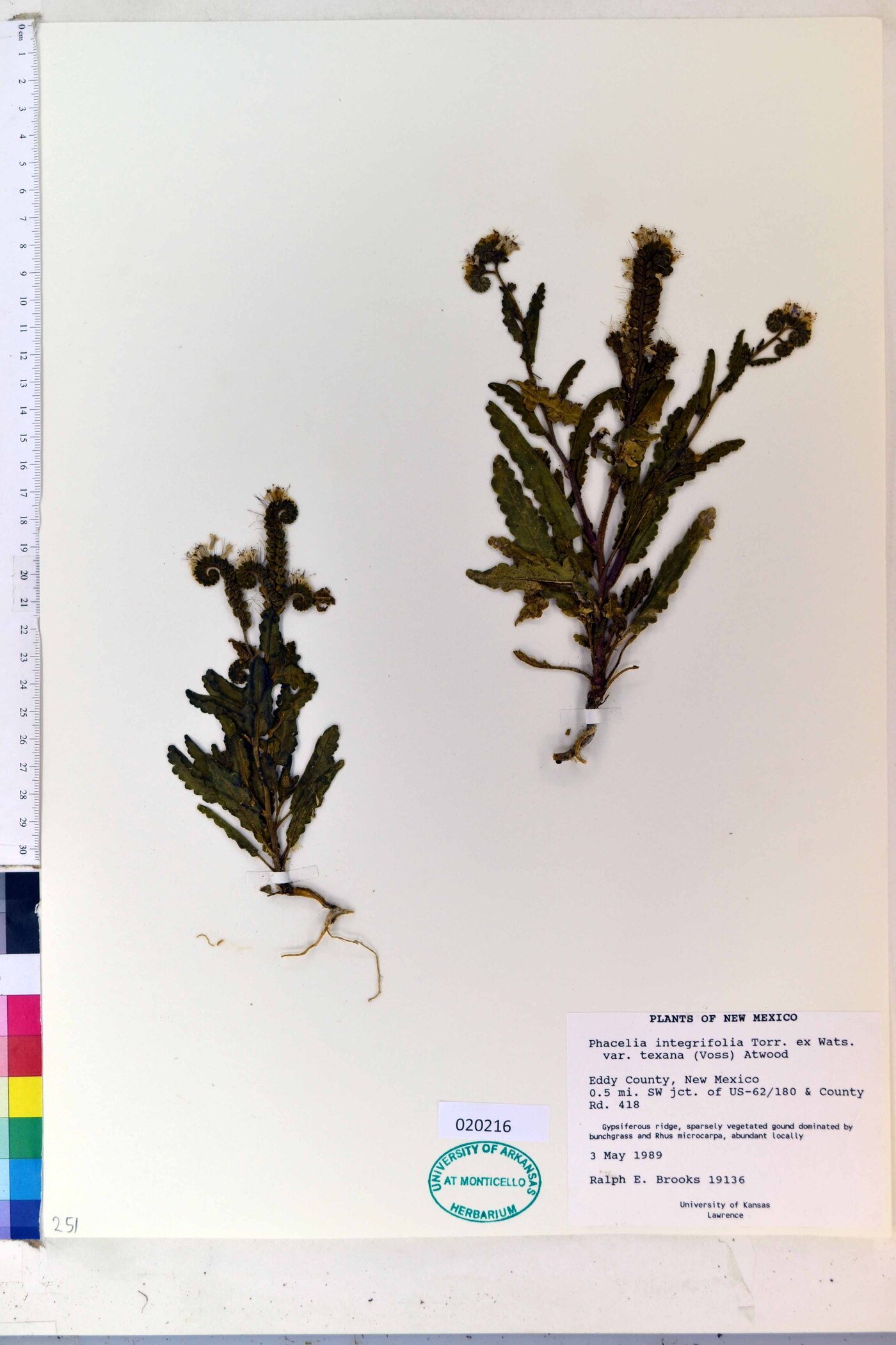 Phacelia integrifolia var. texana image