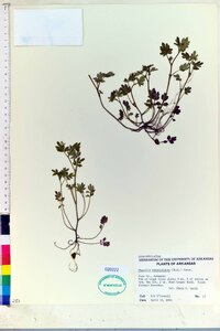 Phacelia ranunculacea image