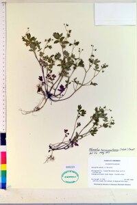 Phacelia ranunculacea image