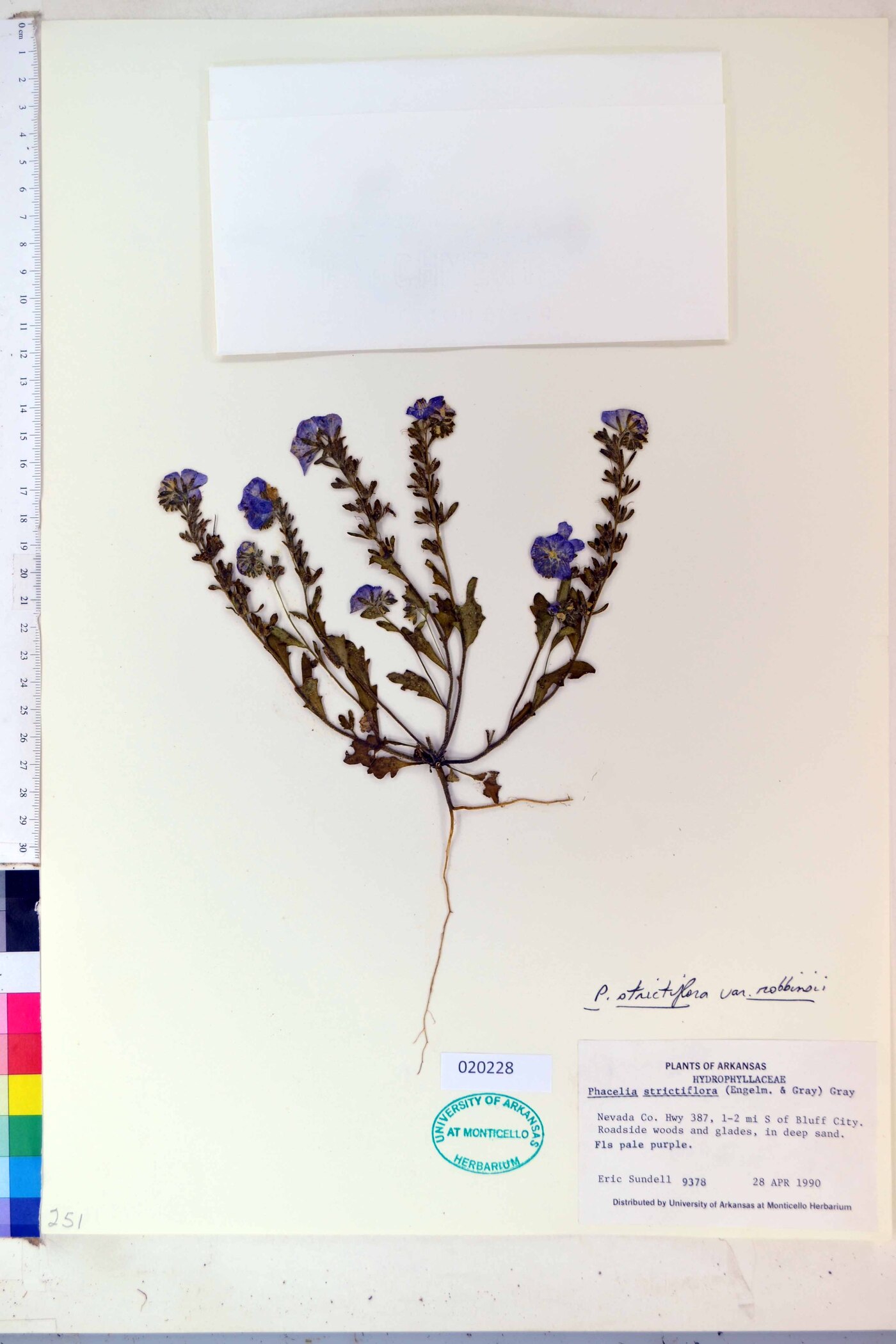 Phacelia strictiflora var. robbinsii image