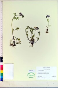 Phacelia hirsuta image