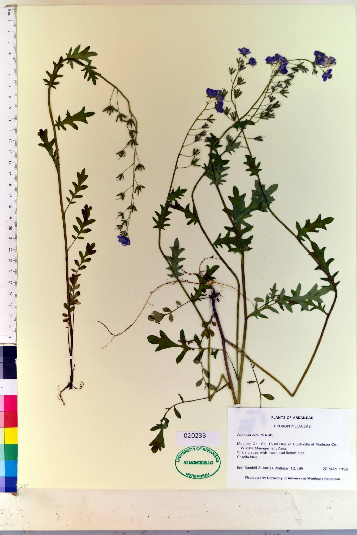 Phacelia hirsuta image