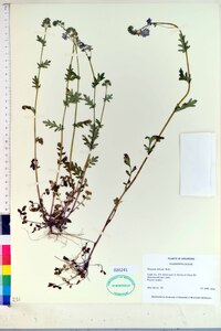 Phacelia hirsuta image