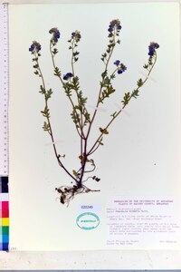 Phacelia hirsuta image