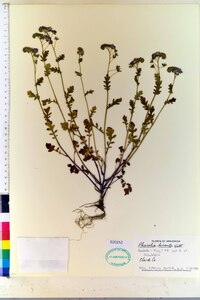 Phacelia hirsuta image