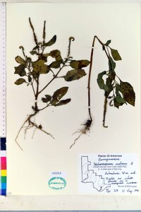 Heliotropium indicum image