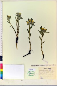 Lithospermum canescens image