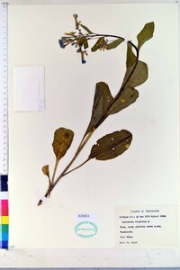 Mertensia virginica image