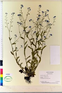 Myosotis sylvatica image