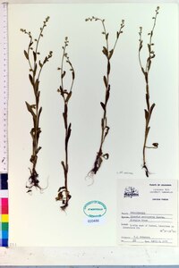 Myosotis macrosperma image