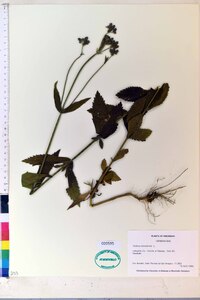 Verbena bonariensis image