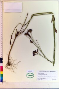 Verbena brasiliensis image