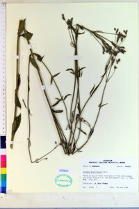 Verbena brasiliensis image