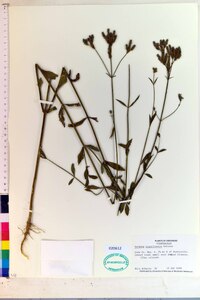 Verbena brasiliensis image
