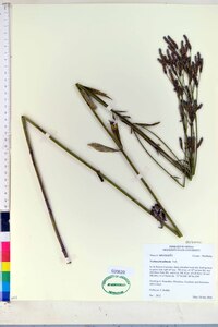 Verbena brasiliensis image