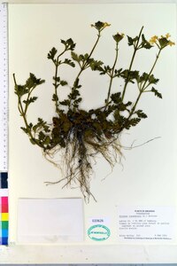 Verbena canadensis image