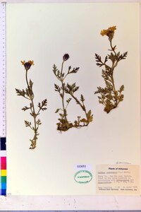 Verbena canadensis image