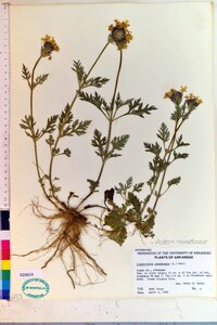 Verbena canadensis image