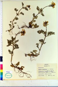 Verbena canadensis image