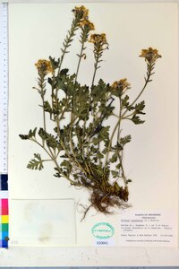 Verbena canadensis image