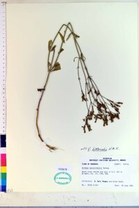 Verbena litoralis image