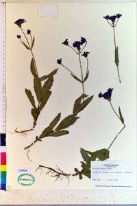 Verbena rigida image