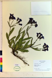 Verbena rigida image