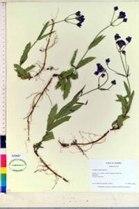 Verbena rigida image