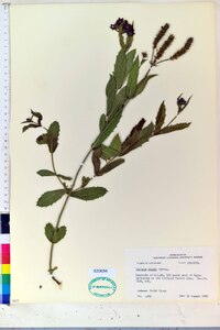 Verbena rigida image