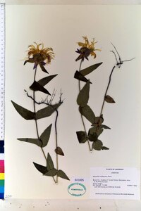 Monarda bradburiana image