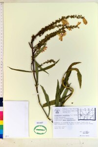 Physostegia virginiana image