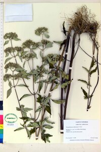 Pycnanthemum albescens image