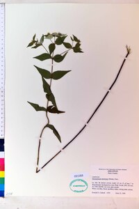 Pycnanthemum muticum image