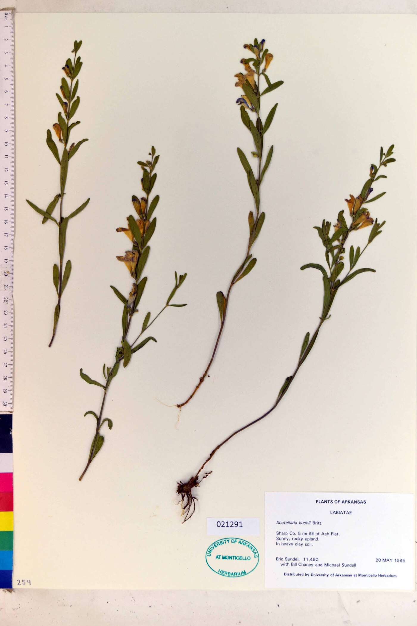 Scutellaria bushii image