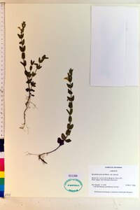 Scutellaria parvula var. parvula image