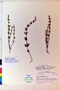 Scutellaria parvula var. parvula image