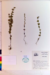 Scutellaria parvula image