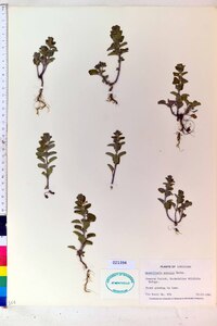 Scutellaria parvula image