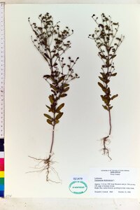 Trichostema dichotomum image