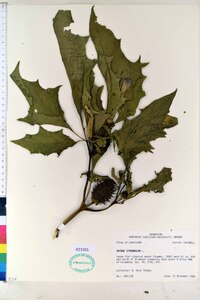 Datura stramonium image