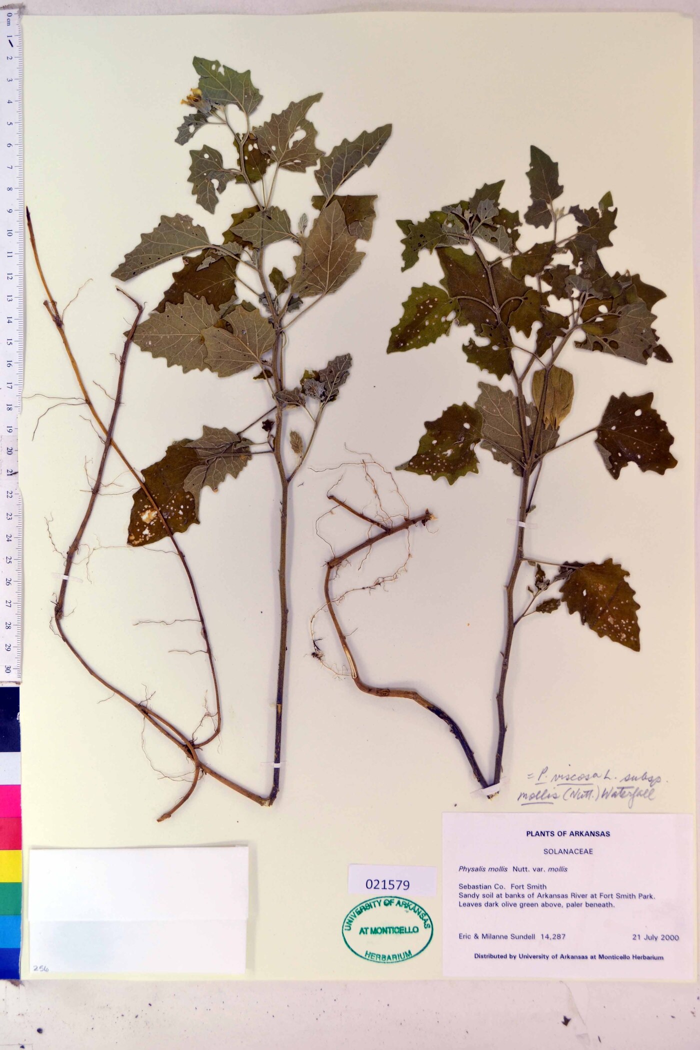 Physalis viscosa subsp. mollis image