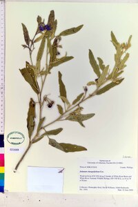 Solanum elaeagnifolium image