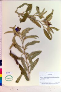 Solanum elaeagnifolium image