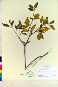 Solanum ptychanthum image