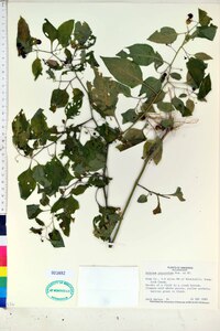 Solanum ptychanthum image