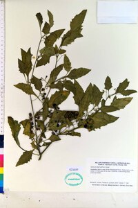 Solanum ptychanthum image